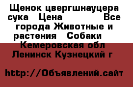 Щенок цвергшнауцера сука › Цена ­ 25 000 - Все города Животные и растения » Собаки   . Кемеровская обл.,Ленинск-Кузнецкий г.